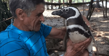 amitie incroyable entre un pingouin et un homme