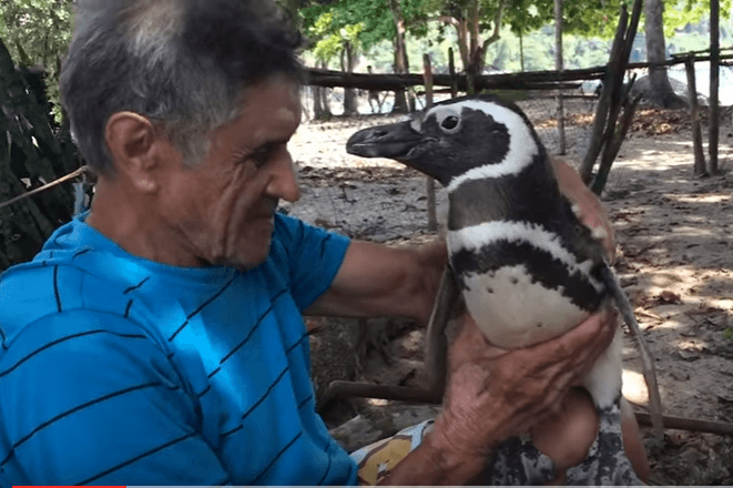 amitie incroyable entre un pingouin et un homme