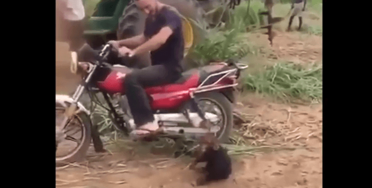 bébé chimpanzé qui veut monter sur la moto