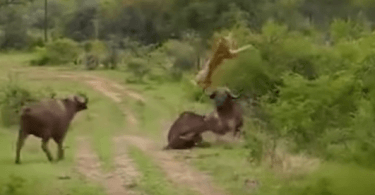 buffle défend son congenere dun lion buffle défend son congénère d'un lion