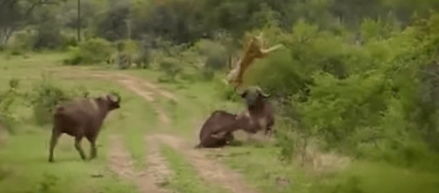 buffle défend son congenere dun lion buffle défend son congénère d'un lion