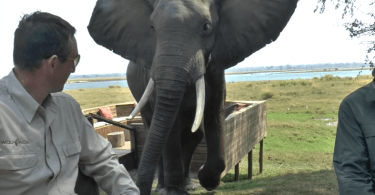 cet éléphant charge des touristes