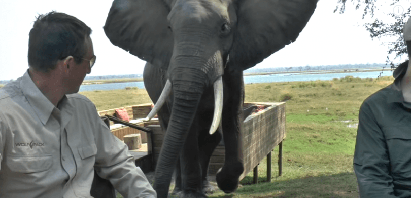 cet éléphant charge des touristes