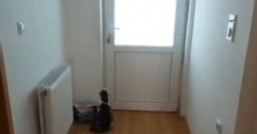 chat intelligent qui ouvre cinq portes