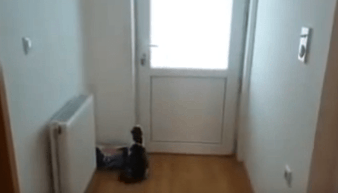chat intelligent qui ouvre cinq portes