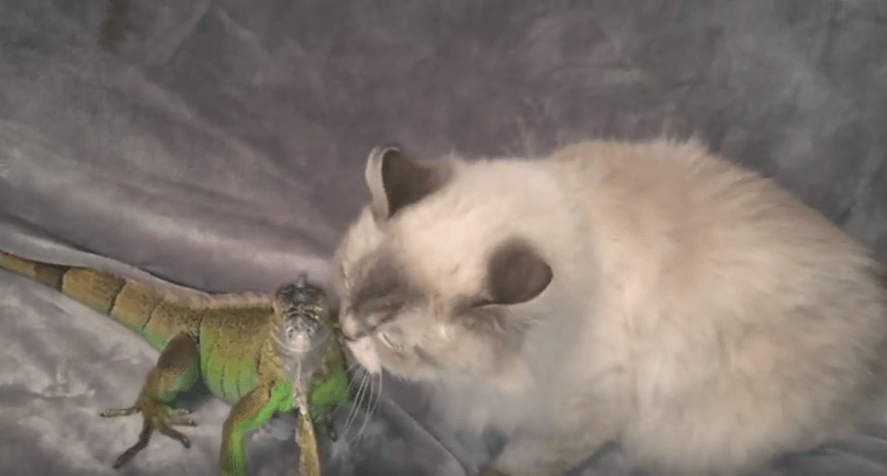 Chat qui câline un iguane vert