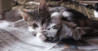 Chaton qui attaque le journal