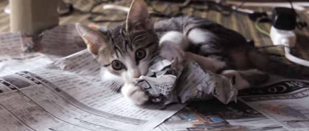 Chaton qui attaque le journal