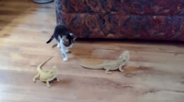 chaton qui découvre deux lézards