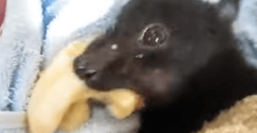 chauve-souris qui mange une banane