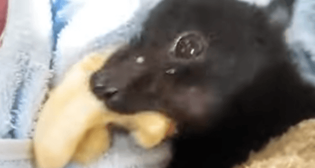 chauve-souris qui mange une banane