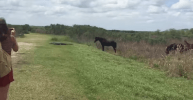 Cheval qui piétine un crocodile pour le faire partir