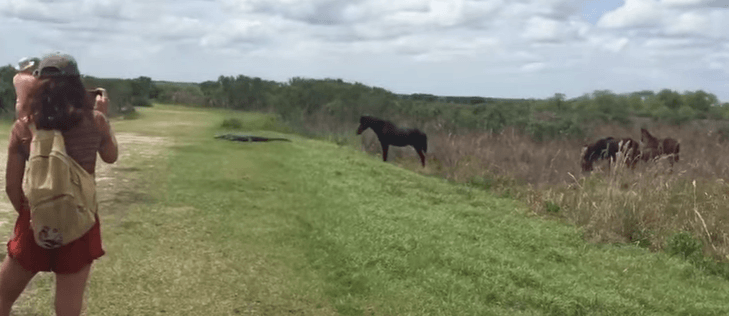 Cheval qui piétine un crocodile pour le faire partir