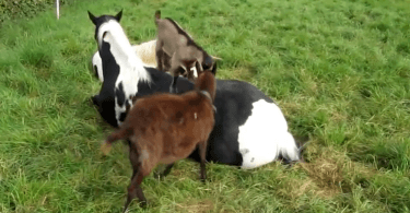 Chèvres qui s'amusent à grimper sur le dos d'un cheval