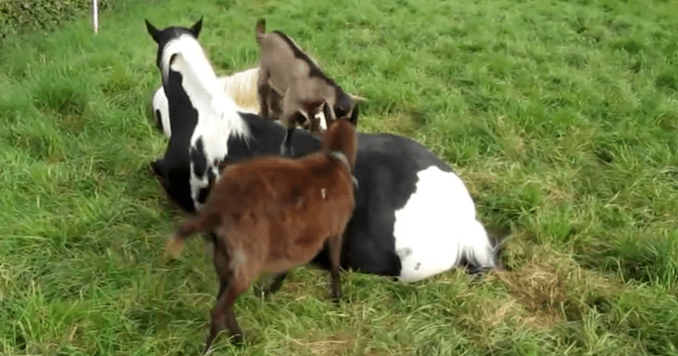 Chèvres qui s'amusent à grimper sur le dos d'un cheval