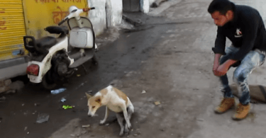 Chien paralysé des pattes arrière