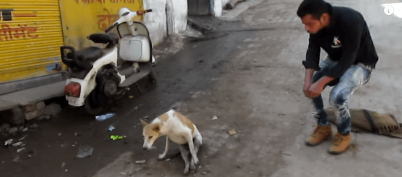 Chien paralysé des pattes arrière