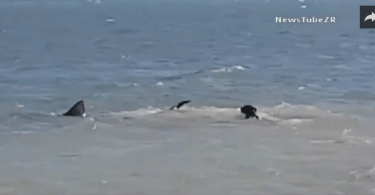 Chien qui attaque un requin