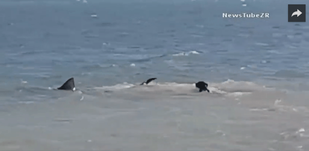 Chien qui attaque un requin