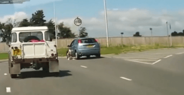 Chien qui saute par la fenetre de la voiture en marche