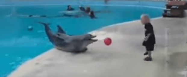 dauphin joue à la balle avec un enfant
