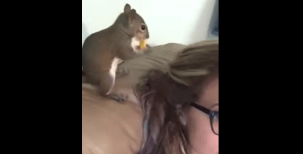 écureuil qui cache de la nourriture dans les cheveux de sa maitresse