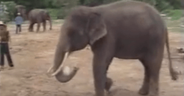 éléphant doué au football et au basketball