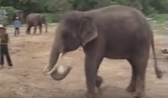 éléphant doué au football et au basketball