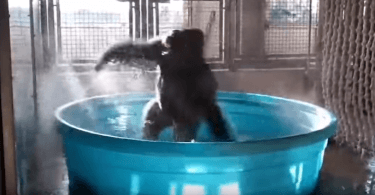 gorille heureux danse sur maniac dans son bain