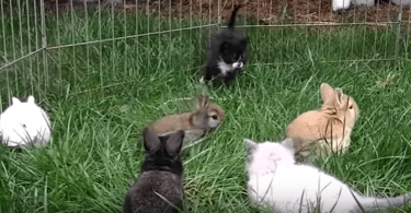 lapereaux et chatons qui jouent ensemble