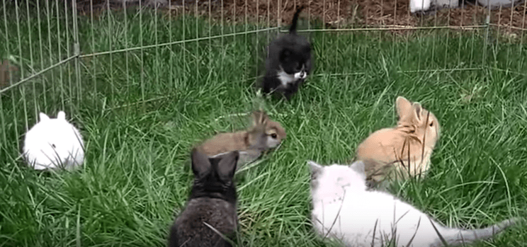 lapereaux et chatons qui jouent ensemble