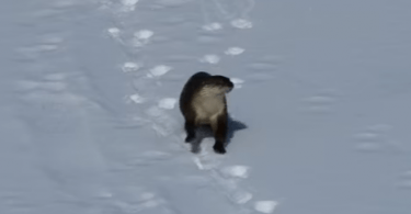 Loutre qui fait de la luge sur la neige