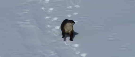 Loutre qui fait de la luge sur la neige