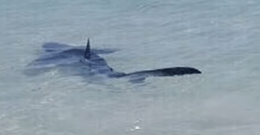 Requin bleu qui nage parmi les baigneurs de majorque