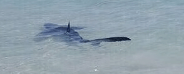 Requin bleu qui nage parmi les baigneurs de majorque