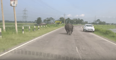 Rhinocéros qui charge les voitures sur la route