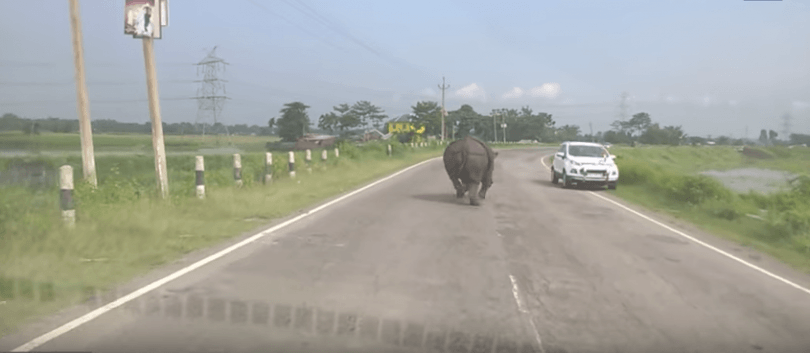 Rhinocéros qui charge les voitures sur la route