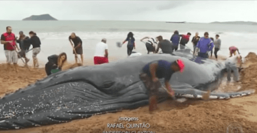 baleine à bosse échouée sur la plage.mp4