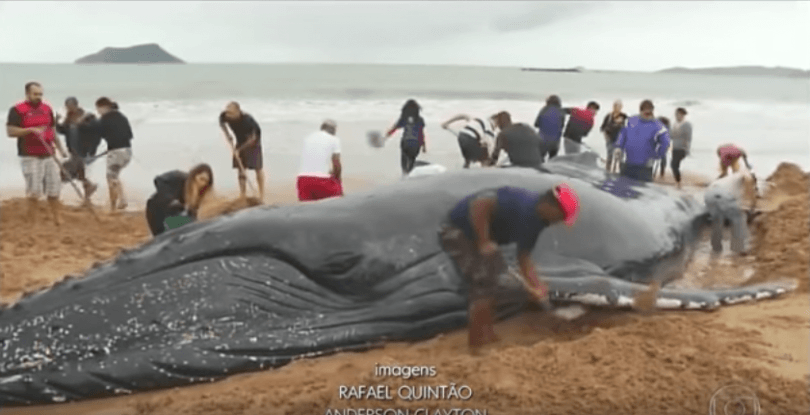 baleine à bosse échouée sur la plage.mp4