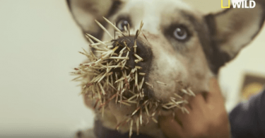 Chien avec la tête remplie de piquants de porc-épic