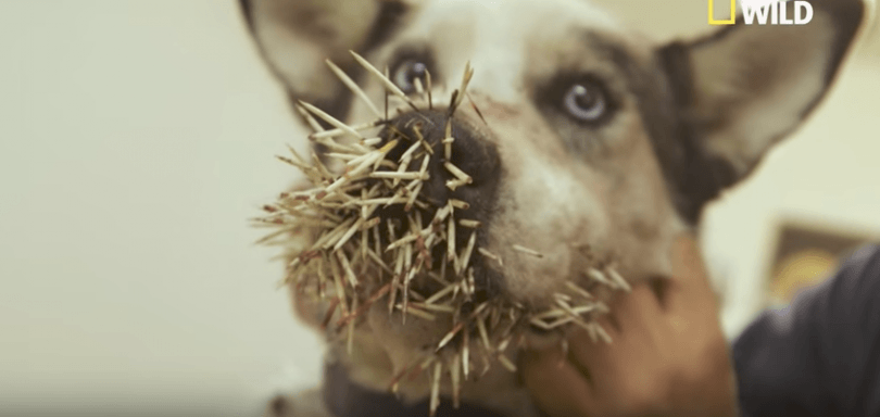 Chien avec la tête remplie de piquants de porc-épic