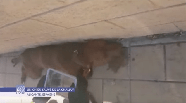 chien pitbull sauvé de la mort dans une voiture en plein soleil
