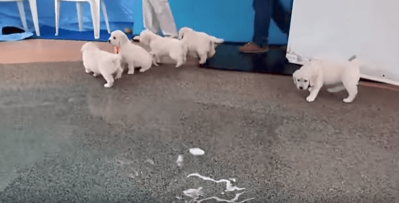 chiots à la piscine pour la 1ère fois