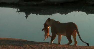 Lionne qui éduque son petit au bord de l'eau