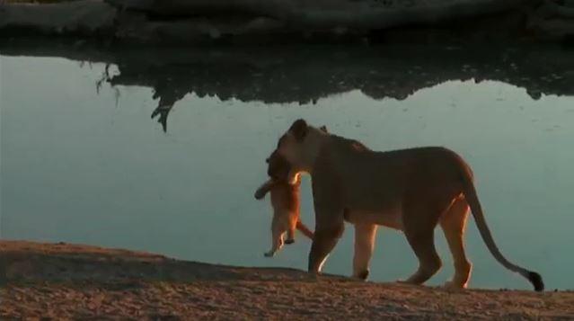 Lionne qui éduque son petit au bord de l'eau