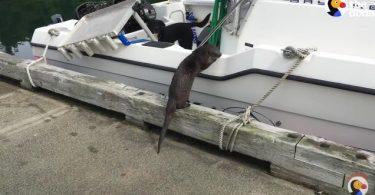 loutre jouant avec deux chiens