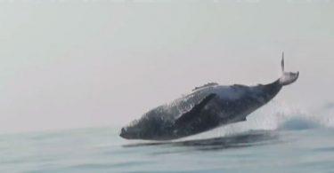 baleine de 40 tonnes saute au dessus de l'eau