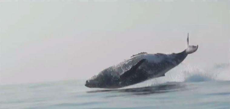 baleine de 40 tonnes saute au dessus de l'eau