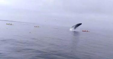 baleine qui écrase de plein fouet des kayakistes