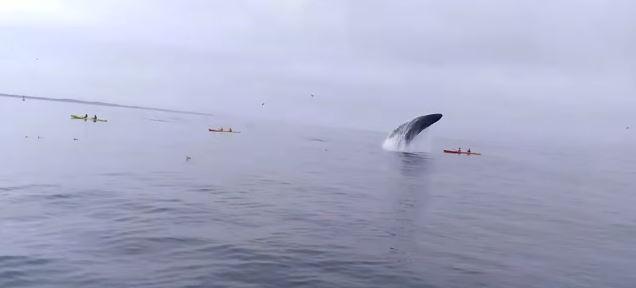 baleine qui écrase de plein fouet des kayakistes